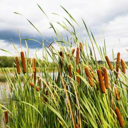 A pesar de que concentran también el interés de algunos molestos insectos, son vitales para la salud del planeta. Y están desparaciendo!