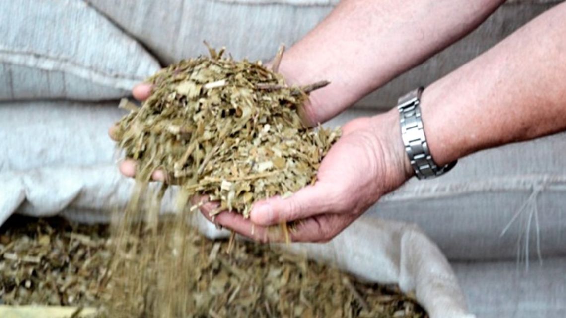 Productores le piden al Gobierno que declare la emergencia yerbatera