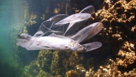 02-02_Boyas solares, drones y robots que limpian lagunas, ríos y piscinas