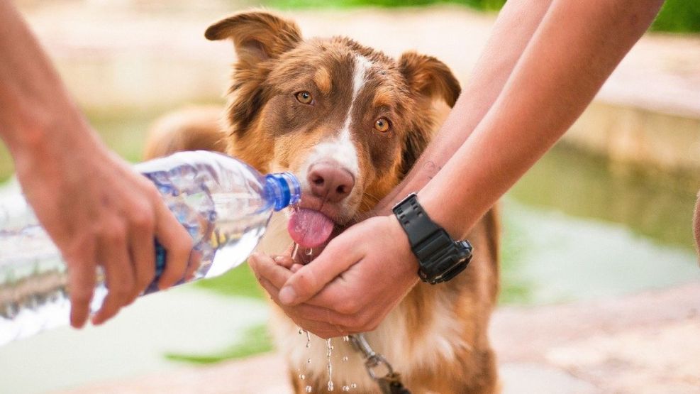 Cómo prevenir el golpe de calor en mascotas y cuáles son los síntomas.
