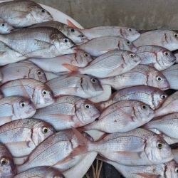 Con una pesca que se torna más segura alejándose de la costa y buscando zonas de piedras, Miramar es una gran lternativa embarcados. 