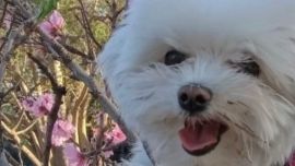 Mantener el glamour, pero por sobre todo los cuidados de higiene y salud del amigo de la casa. Accesorios fashion y consejos para no convertilo en una tarea tediosa.