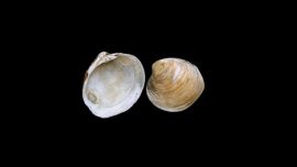 02-05_La almeja es el animal más viejo del mundo con 507 años