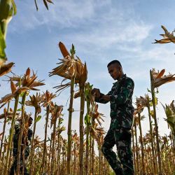 Un soldado inspecciona una plantación de maíz de la base del batallón de infantería Raider 112 en Japakeh, provincia indonesia de Aceh. Foto de CHAIDEER MAHYUDDIN / AFP   | Foto:AFP