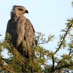 El águila coronada está en peligro de extinción.