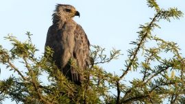 0702_aguila coronada