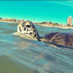 La gigantesca tortuga marina apareció en la costa uruguaya.