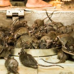 Decenas de ratas en su propio templo de la India | Foto:A quien corresponda