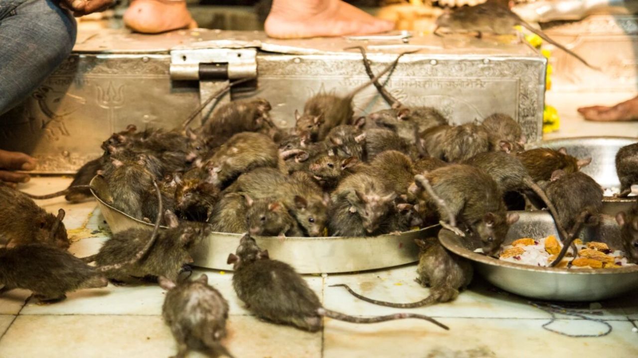 Decenas de ratas en su propio templo de la India | Foto:A quien corresponda