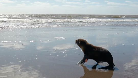 Regresaron al mar a un lobo marino de dos pelos sudamericano en San Clemente del Tuyú