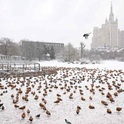 Se ven patos, incluidos tarros rubicundos, en un estanque parcialmente congelado en el Zoológico de Moscú. Foto de NATALIA KOLESNIKOVA / AFP | Foto:AFP