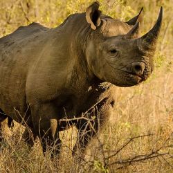 Un campamento de lujo en Namibia apoya la conservación de esta especie de la mano de la asociación Save The Rhino Trust.