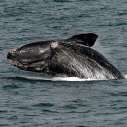 La ballena franca glacial está en peligro de extinción.