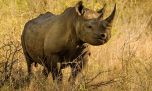 Así cuida al rinoceronte negro un alojamiento de lujo en el desierto de Namibia