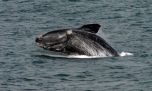 Ambientalistas norteamericanos buscan evitar que desaparezca la ballena franca glacial