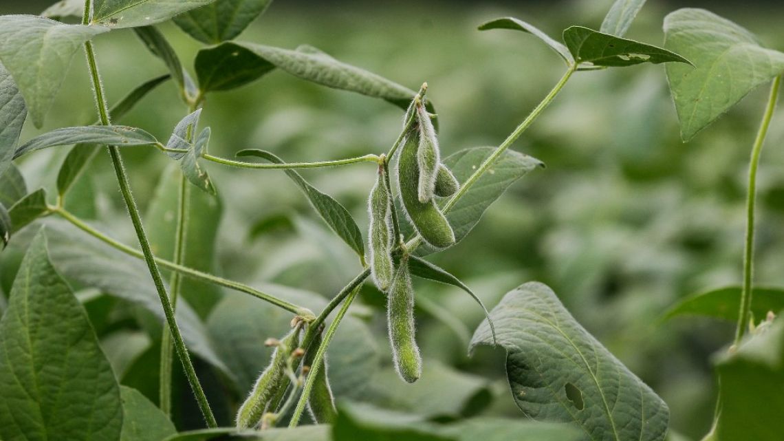 Detail of soybeans at one of the plots of the Bom Jardim Lagoano farm in the municipality of Montividiu, Goias State, Brazil, taken on January 22, 2024.