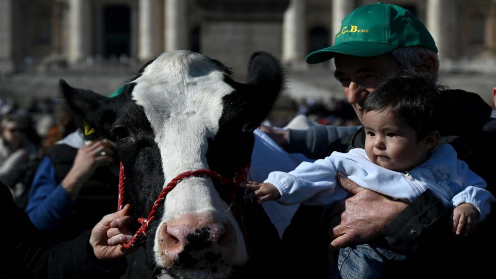 Agricultores italianos le regalan al Papa un tractor y llevan a San Pedro a la vaca Ercolina 20240219