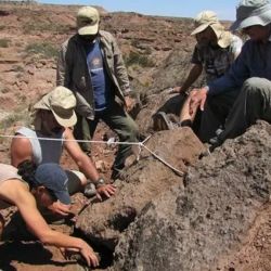 Entre los restos estaban las extremidades y parte del cráneo.