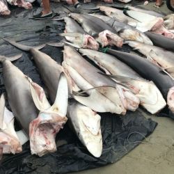 La pesca dirigida de tiburones y rayas está completamente prohibida, también el aleteo como la exportación e importación de los productos y subproductos de estas especies.