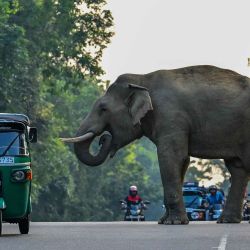Un rickshaw pasa junto a un elefante salvaje que cruza una carretera en Habarana. Foto de Ishara S. KODIKARA / AFP | Foto:AFP