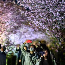 La gente se toma fotografías con los cerezos en flor iluminados, uno de los primeros cerezos en flor en Japón, en Kawazu, prefectura de Shizuoka. Foto de Philip FONG / AFP | Foto:AFP