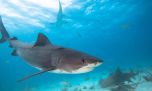 Polémica norma permite quedarse con los tiburones que provengan de la pesca accidental