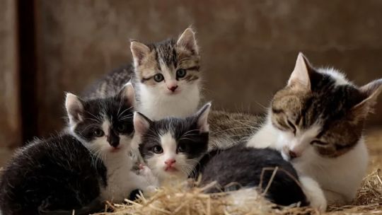 Día Internacional del Gato: ¿qué es y cómo prevenir la anemia infecciosa felina?