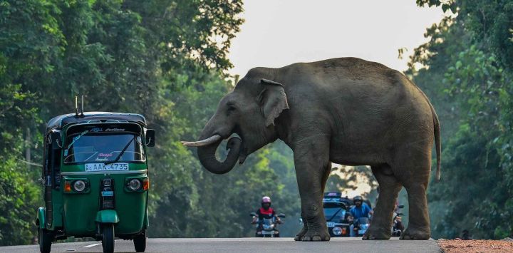 Un rickshaw pasa junto a un elefante salvaje que cruza una carretera en Habarana. Foto de Ishara S. KODIKARA / AFP