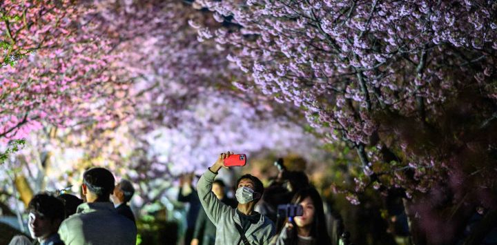 La gente se toma fotografías con los cerezos en flor iluminados, uno de los primeros cerezos en flor en Japón, en Kawazu, prefectura de Shizuoka. Foto de Philip FONG / AFP