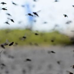 Buscan combatir la nueva invasión masiva de mosquitos.
