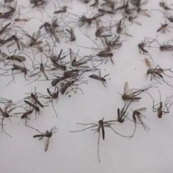 La nueva invasión de mosquitos comenzó el pasado lunes y durará, al menos, 10 días.