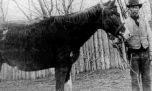 La atrapante historia del valiente caballo Malacara, ícono del pasado de Trevelin