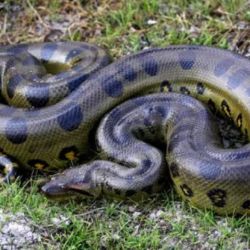La nueva anaconda verde pertenece a la especie Eunectes akiyama