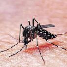 Dra. Rocío Delgué: ¿Cómo puede afectar el dengue a nuestros hijos?