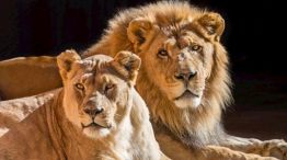 Bengala Occidental: un zoológico indio tuvo que cambiar los nombres "ofensivos" de los leones