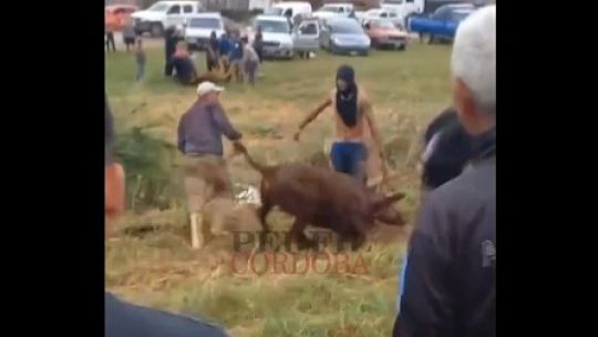 'Juegos del hambre': entre risas, vecinos de Río Cuarto mataron a golpes y faenaron vacas de un camión volcado
