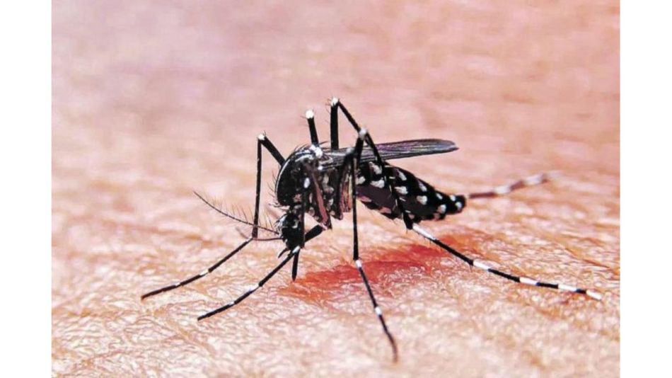 Dra. Rocío Delgué: ¿Cómo puede afectar el dengue a nuestros hijos?