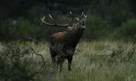 En marzo comienza la temporada de brama del ciervo colorado en la Reserva Parque Luro