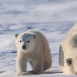 Los científicos se basaron en diversas técnicas forenses con el propósito de obtener muestras del ADN de los osos polares, poder rastrearlos, y entender su comportamiento. 