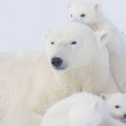 El cambio climático es el gran enemigo de los osos polares.