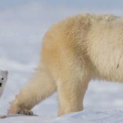 Cada 27 de febrero se festeja el Día Internacional de los Osos Polares