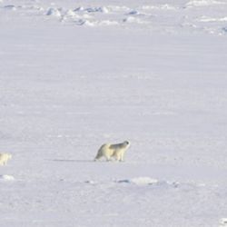 El oso polar fue la primera especie animal en ser considerada en peligro de extinción por la Unión Internacional para la Conservación de la Naturaleza 