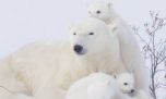 Día Internacional de los Osos Polares: desarrollan un novedoso método para protegerlos del cambio climático