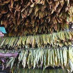 Imagen de un trabajador acomodando las hojas de tabaco recolectadas en la casa de curación (secado), en la vega del productor cubano de tabaco Maykel Osorio, en la provincia de Pinar del Río, en el occidente de Cuba. | Foto:Xinhua/Joaquín Hernández