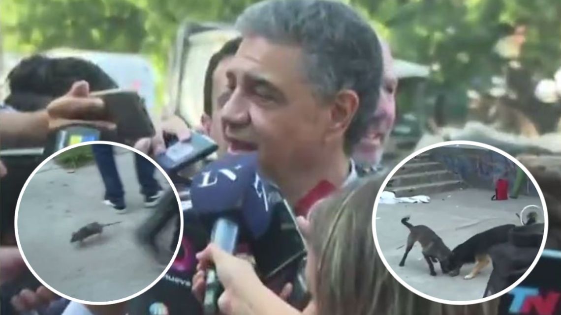 Una rata apareció durante una nota a Jorge Macri en vivo, los ...