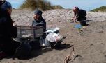Sorprendente: arqueólogos argentinos encuentran restos fósiles de milenarios animales en Bahía San Blas