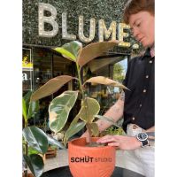 3 claves y 3 aliadas a la hora de elegir plantas de interiores