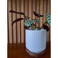 3 claves y 3 aliadas a la hora de elegir plantas de interiores