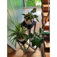 3 claves y 3 aliadas a la hora de elegir plantas de interiores