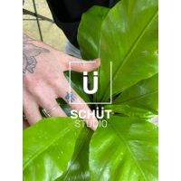 3 claves y 3 aliadas a la hora de elegir plantas de interiores